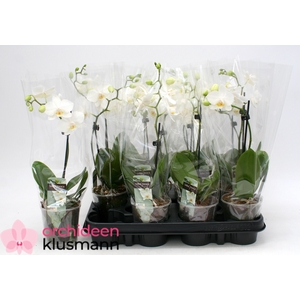 PHAL GEM