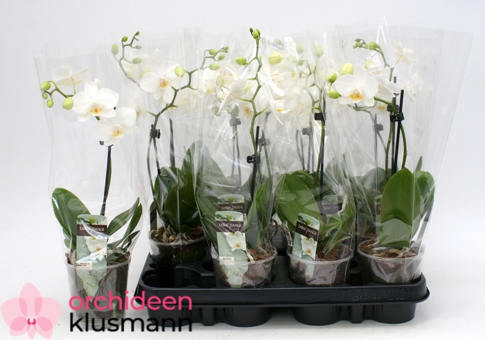 <h4>PHAL GEM</h4>