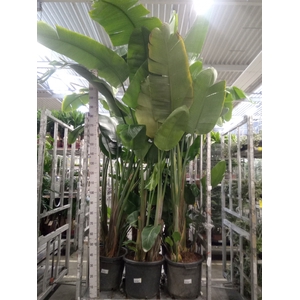 Strelitzia nicolai