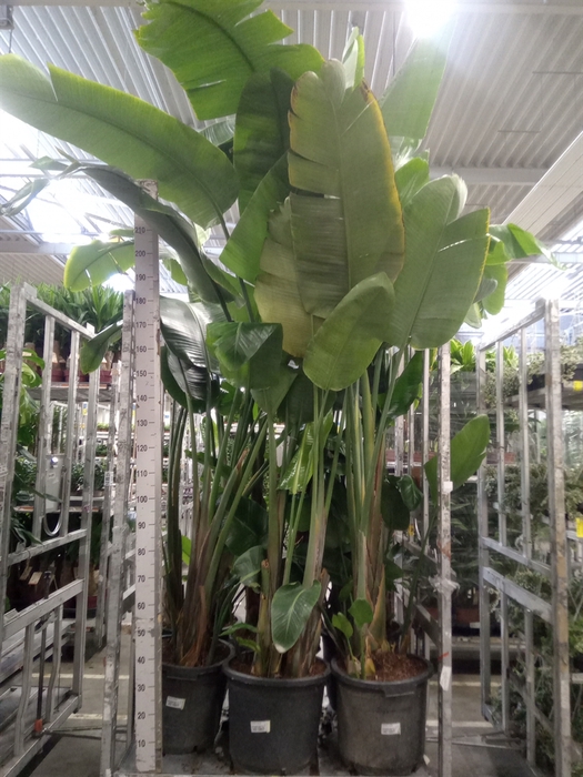 <h4>Strelitzia nicolai</h4>