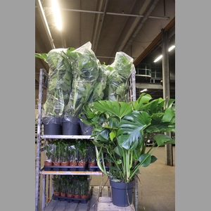 Monstera Deliciosa