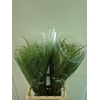 Panicum Fountain