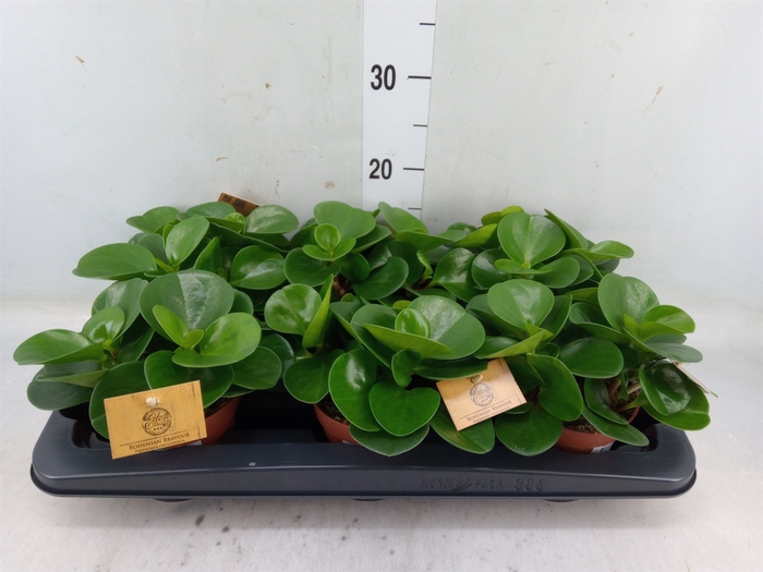 <h4>Peperomia obt. 'Green Gold'</h4>