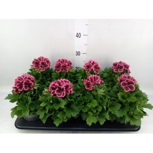 Pelargonium gran.   ..