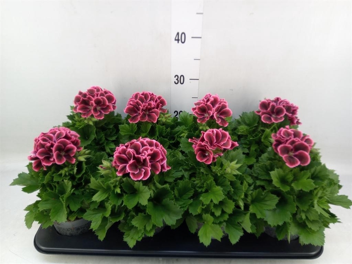 <h4>Pelargonium gran.   ..</h4>