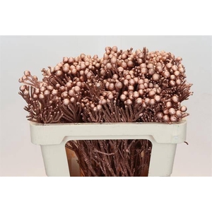 KAAPS GROEN SILVER BRUNIA KOPER H%*