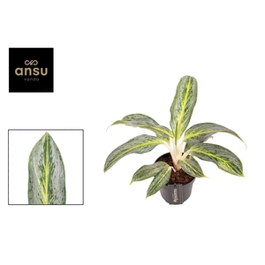 Aglaonema Emerald Stone