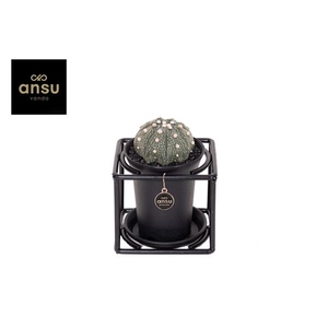 Astrophytum Asterias in design frame