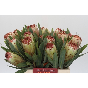 Protea Aurumn