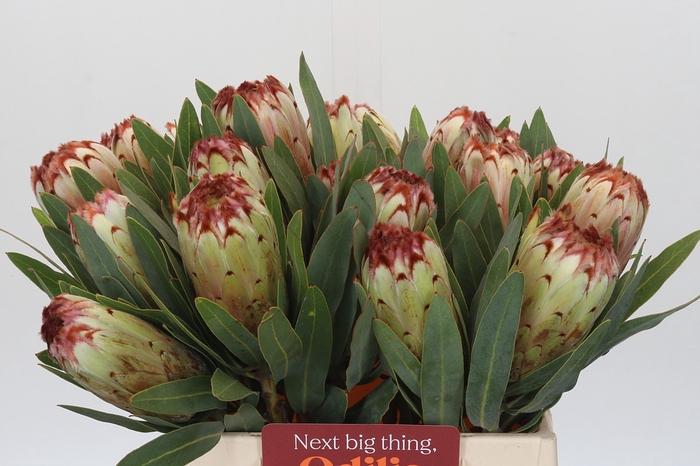 <h4>Protea Aurumn</h4>