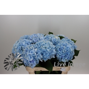 Hydrangea verena blue