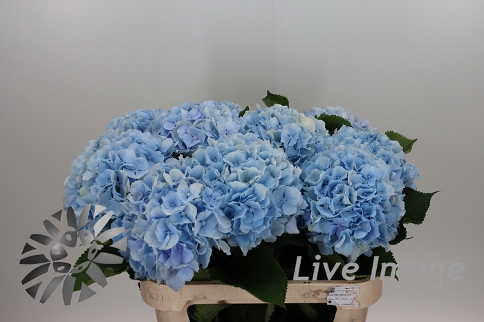 <h4>Hydrangea verena blue</h4>