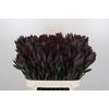 Leucadendron Saf Sunset Dark R.