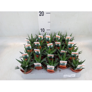 Haworthia fasciata 'Concolor'