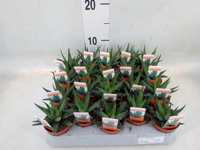 <h4>Haworthia fasciata 'Concolor'</h4>