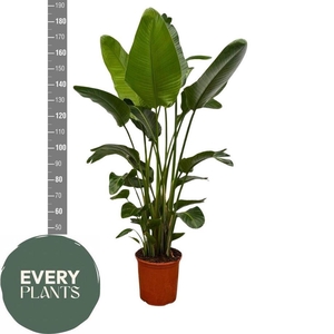 STRELITZIA NICOLAI