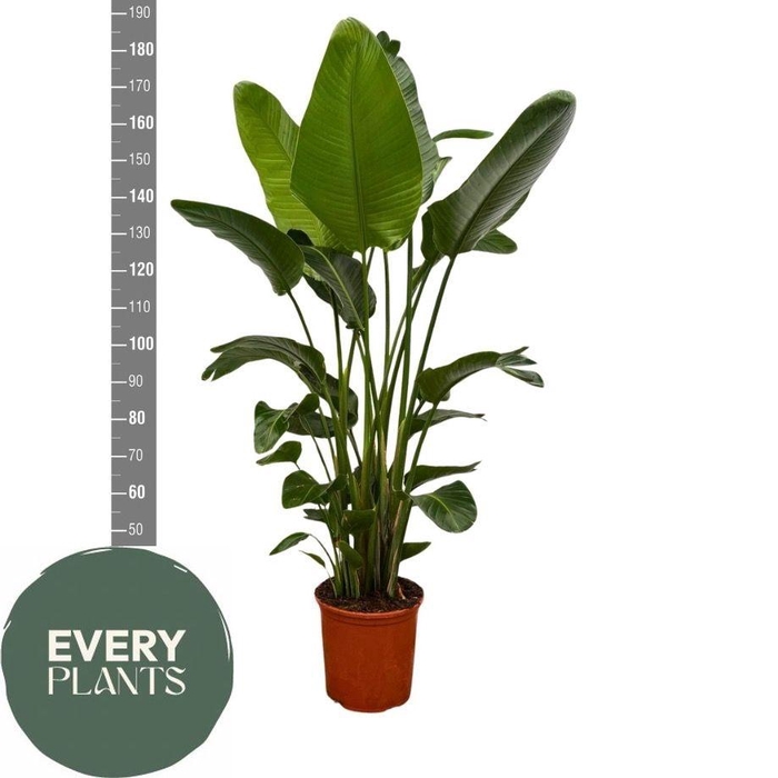 <h4>STRELITZIA NICOLAI</h4>