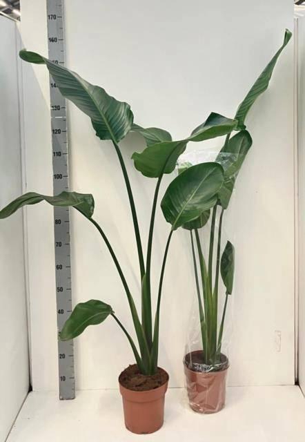 <h4>STRELITZIA NICOLAI</h4>