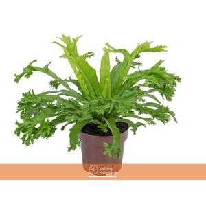 ASPLENIUM CRISSIE P17
