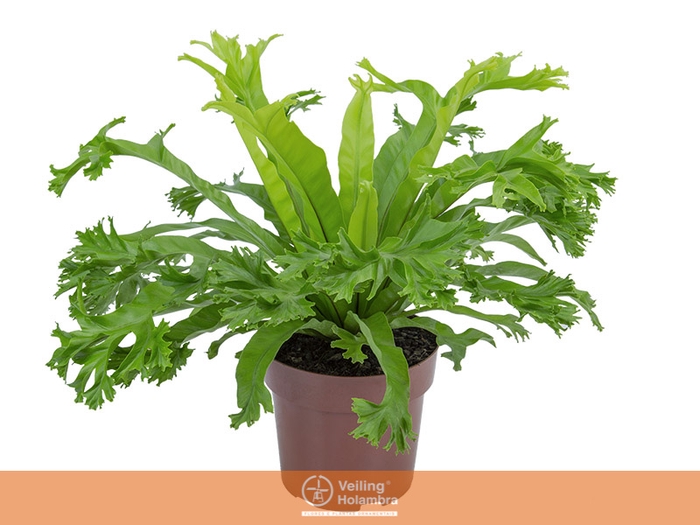 <h4>ASPLENIUM CRISSIE P17</h4>