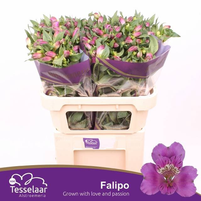 <h4>ALSTR FALIPO</h4>