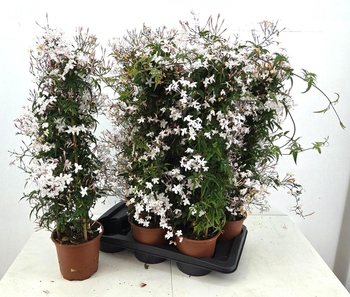 <h4>JASM POLYANTHUM WIT</h4>