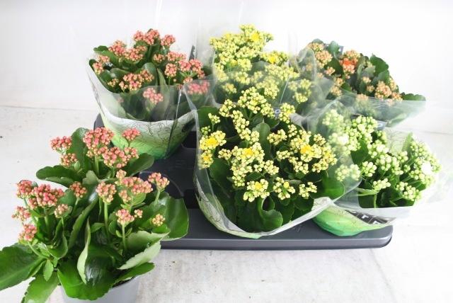 <h4>KAL GE GEM 4 KL</h4>