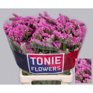 LIMONIUM SINUATUM 'SINUET ETERNAL'