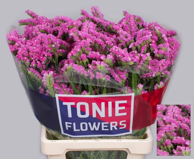 <h4>LIMONIUM SINUATUM 'SINUET ETERNAL'</h4>