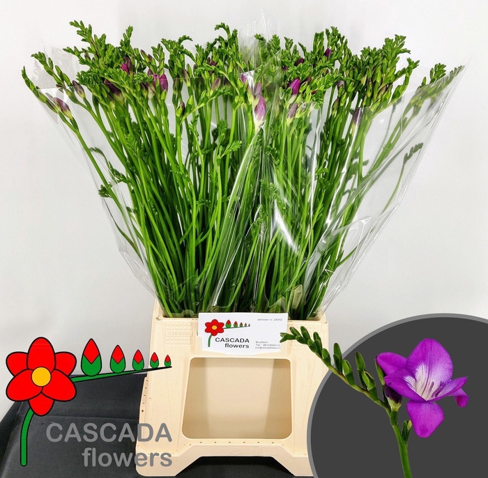 <h4>Freesia enk Costa</h4>