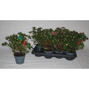 Rhododendron Japanse Azalea Hino-crimson 13Ø 30cm