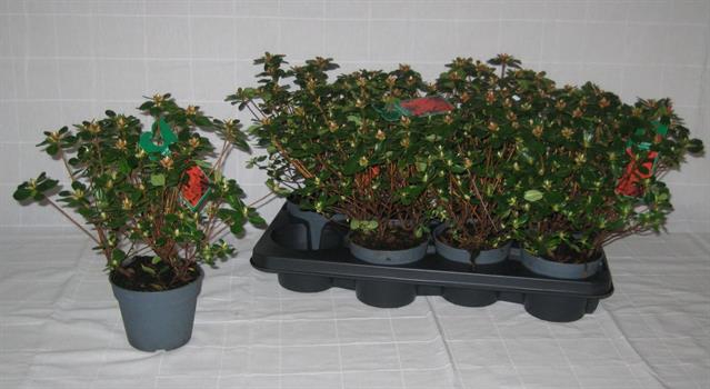 Rhododendron Japanse Azalea Hino-crimson 13Ø 30cm