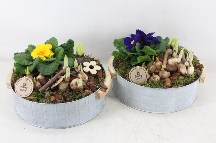 <h4>arr4 Primula PL - Zink modern XL</h4>