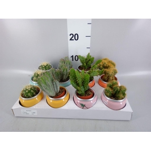 Cactus   ...mix