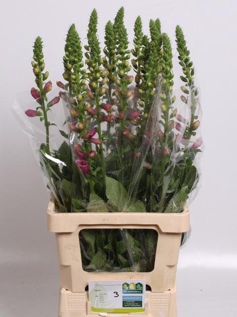 <h4>DIGI CAMELOT ROSE</h4>