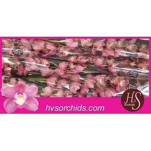 CYMB T BD ROSANNA 50 CM