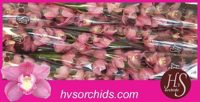 <h4>CYMB T BD ROSANNA 50 CM</h4>