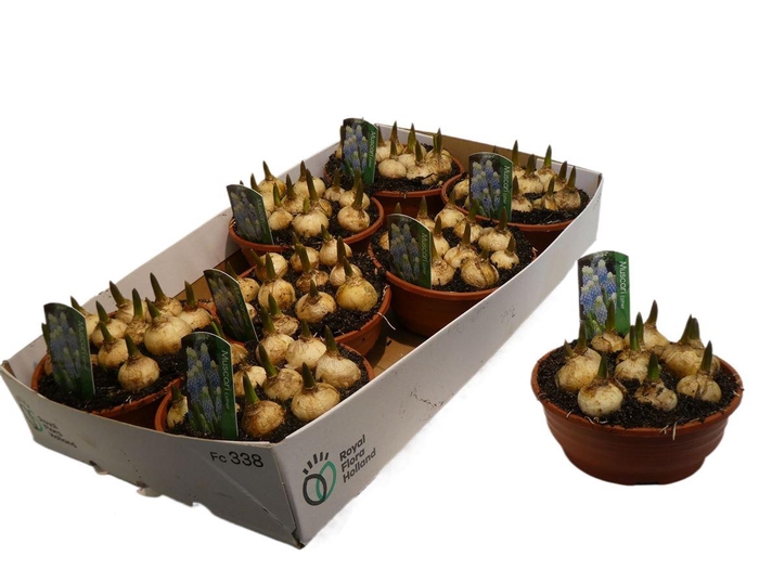 <h4>arr8 Muscar Esther</h4>