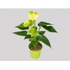 ANTHURIUM VANILLA P09 PREMIUM