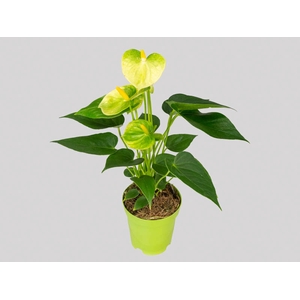 ANTHURIUM VANILLA P09 PREMIUM