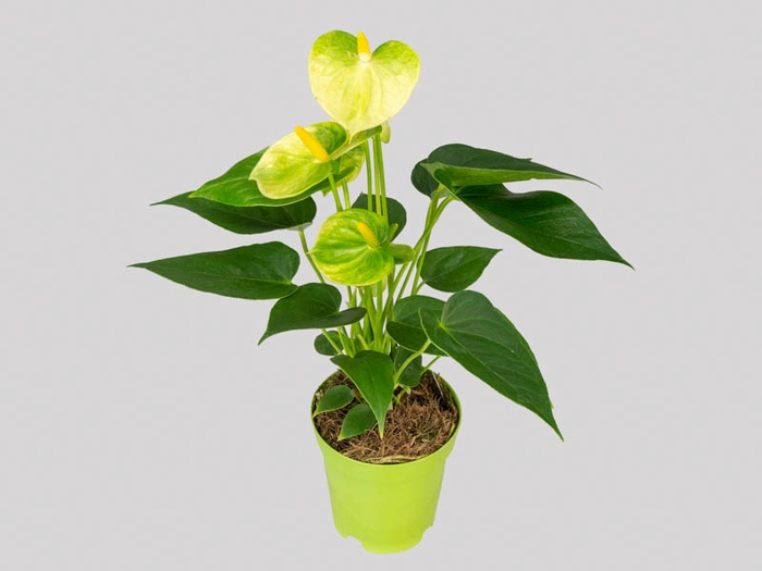 <h4>ANTHURIUM VANILLA P09 PREMIUM</h4>