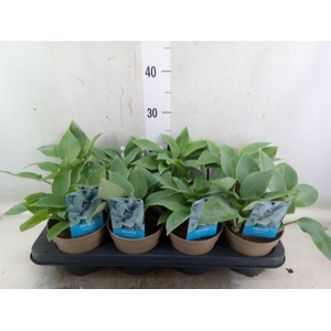 Hosta tardiana 'Halcyon'