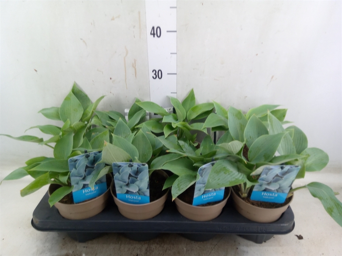 <h4>Hosta tardiana 'Halcyon'</h4>