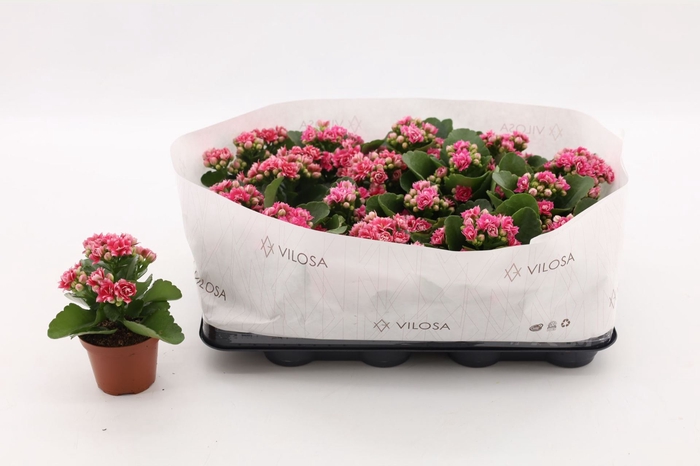 <h4>Kalanchoe Calandiva Weaver</h4>
