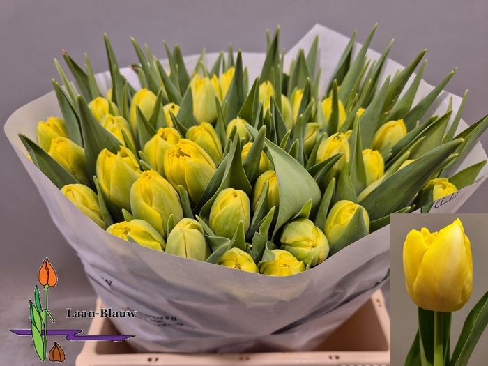 <h4>TU DU MARIE JO</h4>