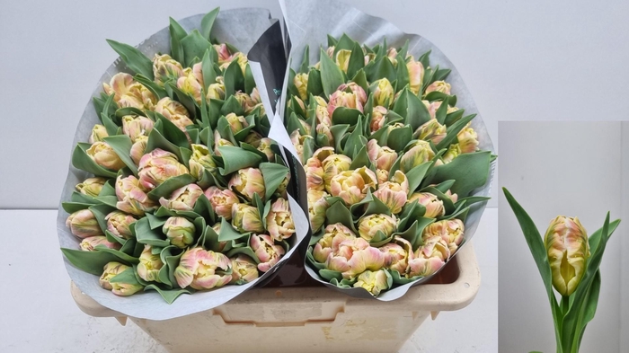 <h4>TU PA LIBR PARROT</h4>