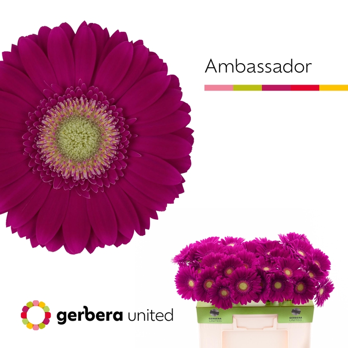 <h4>Gerbera Ambassador Water</h4>
