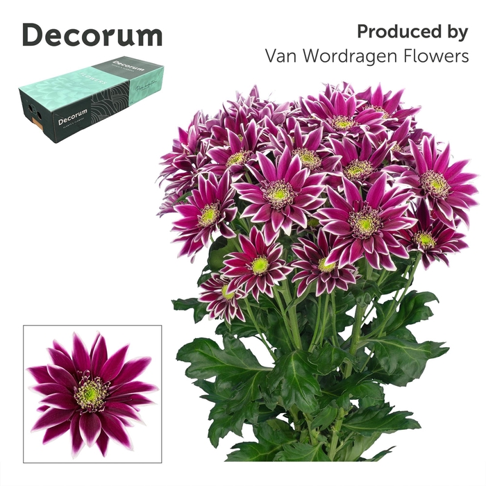 <h4>Chr T Bolte Decorum exportbox</h4>