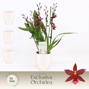 Barrocco Red, 5/6-spike in Lotte White 'Exclusiva Orchidea'