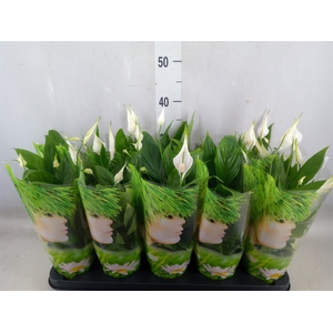 Spathiphyllum  'Alana'